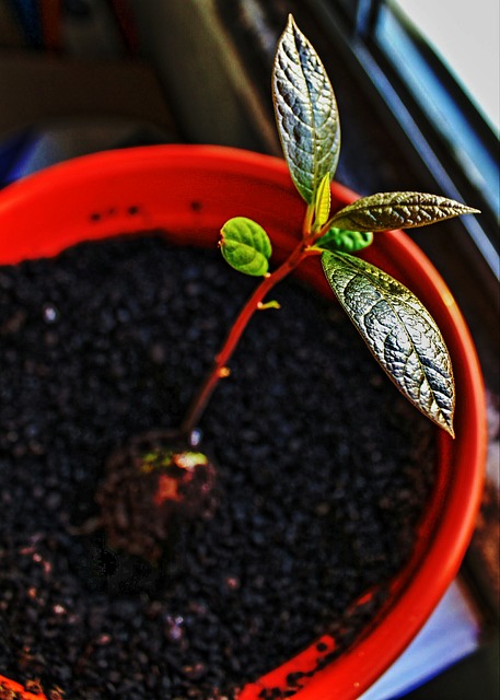 Un jeune avocatier