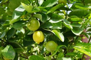 Lire la suite à propos de l’article Faire pousser un citronnier à partir d’un pépin : nos conseils