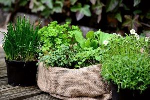 Des herbes aromatiques