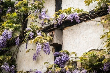 Une glycine en fleurs
