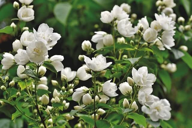 Les fleurs du jasmin étoilé