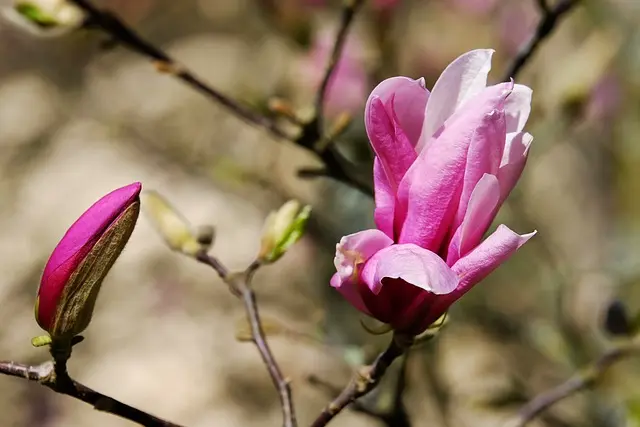 Lire la suite à propos de l’article Comment faire des boutures de magnolia ?