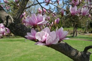 Lire la suite à propos de l’article Comment et quand tailler un magnolia ?
