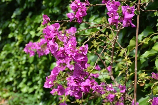 Un bougainvillier en fleurs