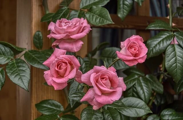 Un rosier grimpant
