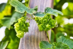 Lire la suite à propos de l’article Top 10 des meilleures plantes grimpantes pour pergola