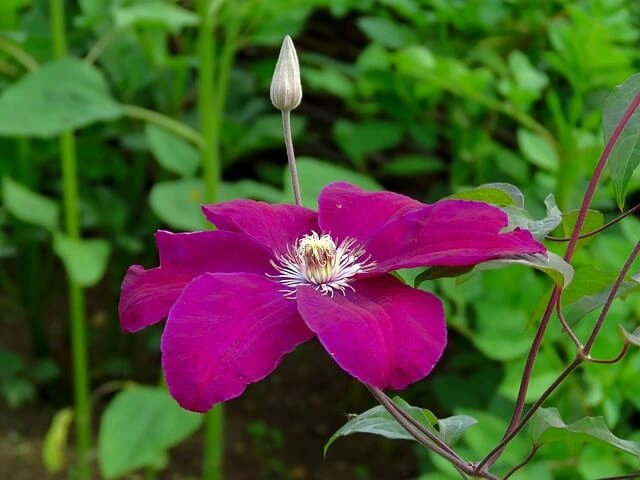 Une superbre fleur de clématite