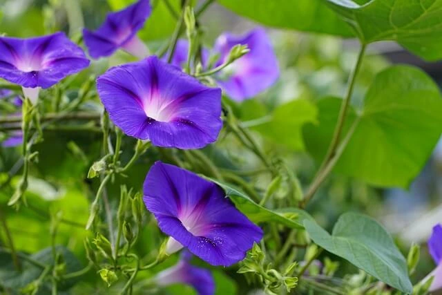 Les fleurs d'une ipomée