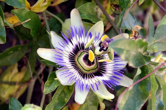 Une fleur de passiflore