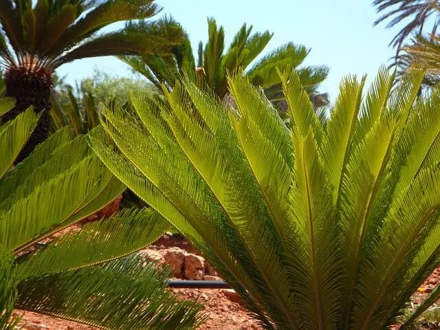 Un grand cycas revoluta