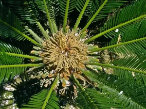 Lire la suite à propos de l’article Comment entrenir un cycas revoluta ?