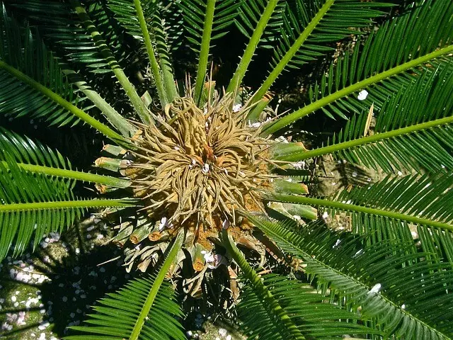Lire la suite à propos de l’article Comment entrenir un cycas revoluta ?