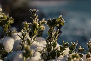 Lire la suite à propos de l’article Que planter en janvier dans un jardin ?