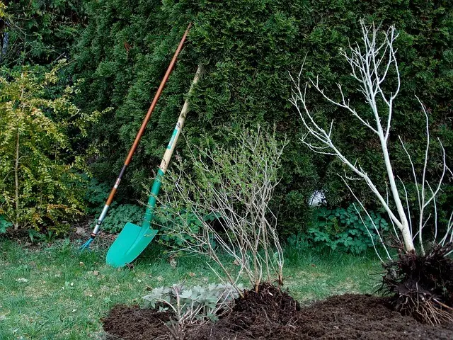 planter un arbuste en mars