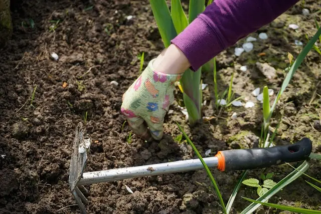 Que planter au jardin en mai