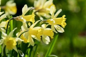 Lire la suite à propos de l’article Comment planter des jonquilles au jardin ?