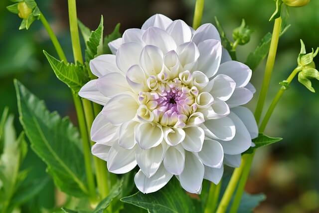 Planter des dahlias blancs