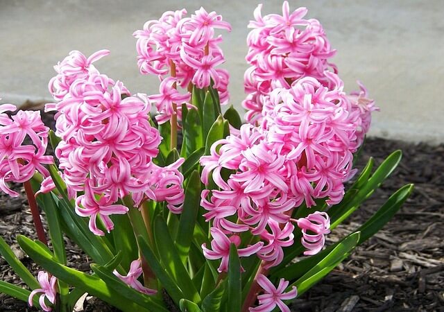 Planter des jacinthes au jardin