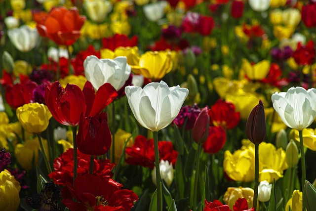 Planter des tulipes au jardin
