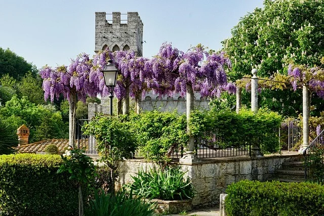 Planter la glycine au jardin