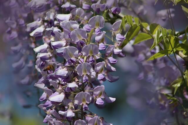 Bouturer la glycine