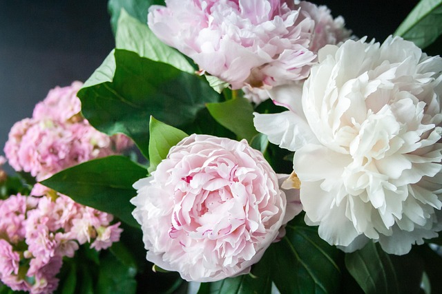 Planter des pivoines au jardin