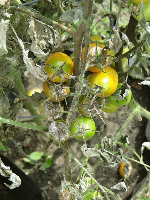 Du mildiou sur un plant de tomates