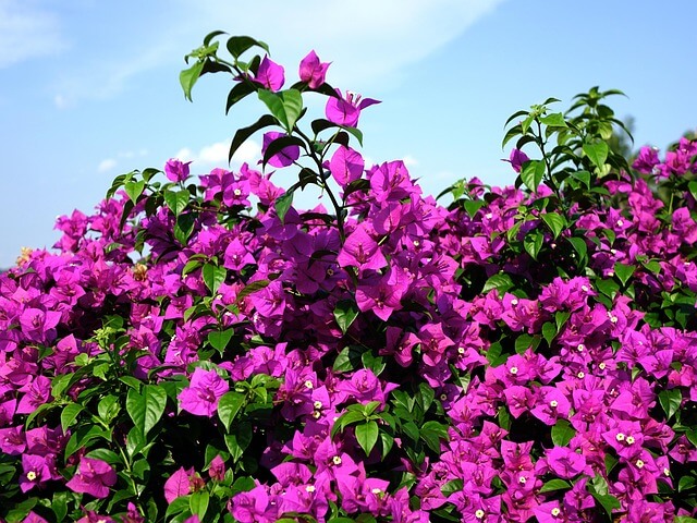 Lire la suite à propos de l’article Planter et entretenir un bougainvillier : à la clé, une floraison spectaculaire