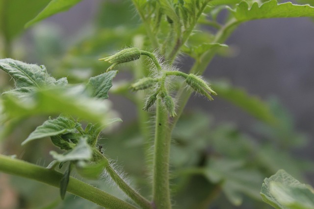 Gourmands pieds de tomates