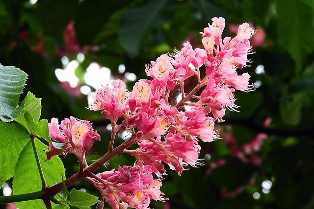 Lire la suite à propos de l’article Le marronnier à fleurs rouges : spécificités, plantation et conseils de culture