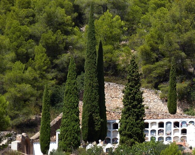 Lire la suite à propos de l’article Planter un cyprès de Provence : nos secrets pour une plantation réussie