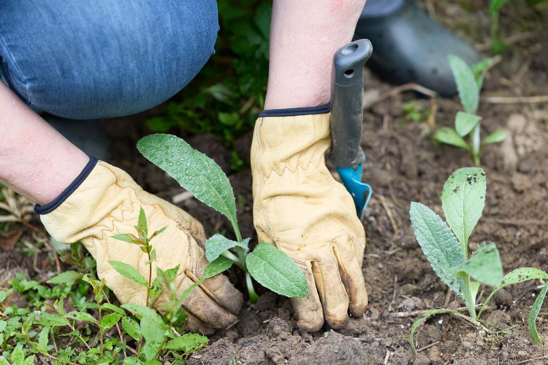 Lire la suite à propos de l’article Comment trouver les bons gants de jardinage