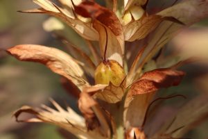 Lire la suite à propos de l’article Quelles plantes résistent le mieux à la sécheresse dans un jardin ?
