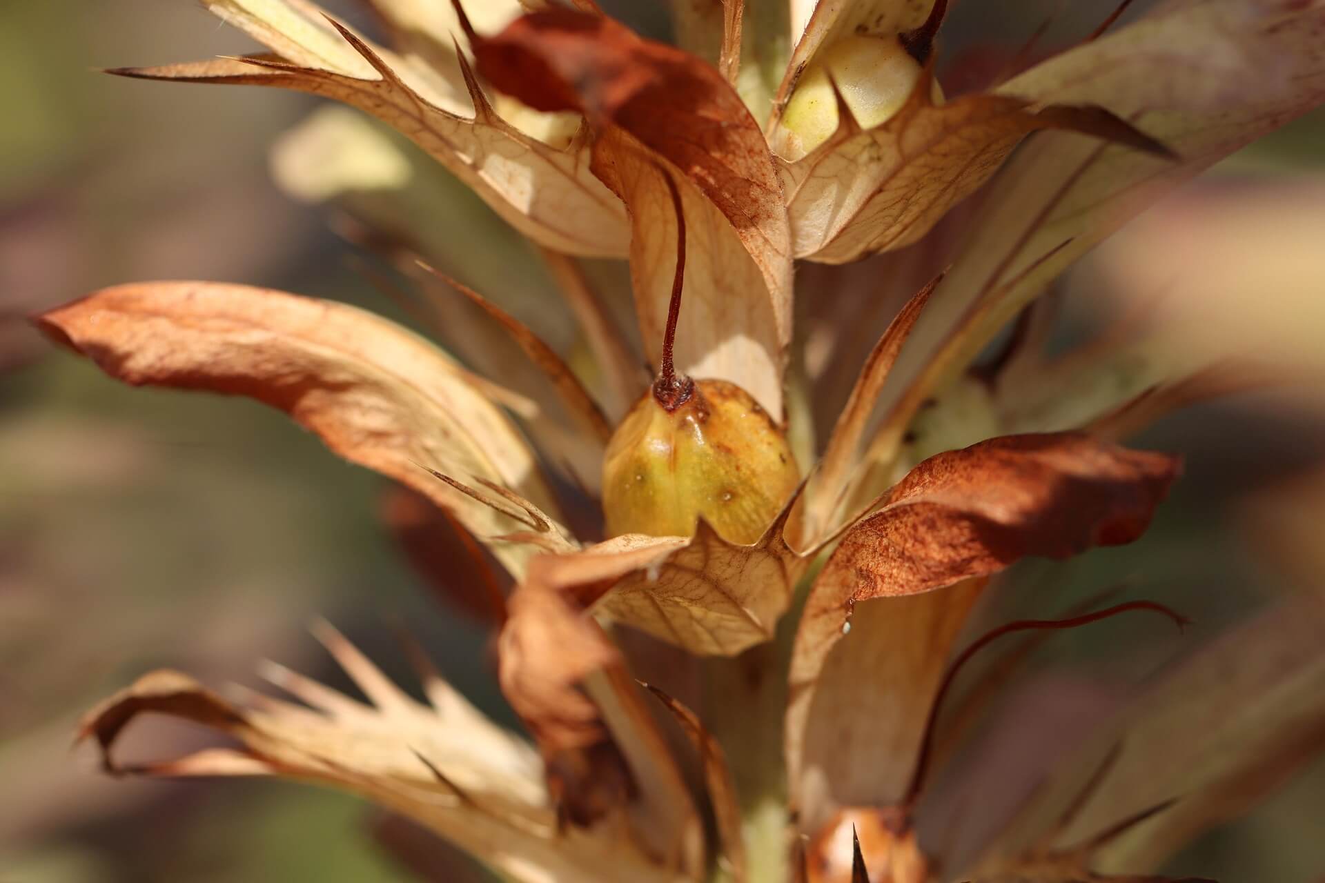 Sectionner des plantes résistantes à la sécheresse