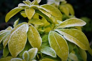 Lire la suite à propos de l’article Comment protéger vos plantes du gel en hiver ?